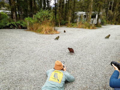 A Weka photobombing some Keas